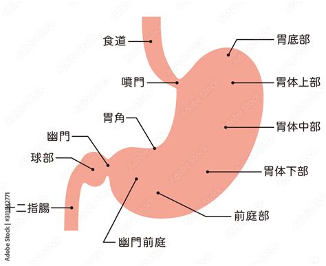 胃 位置|【医師監修】胃の場所って体のどのあたりなの？胃の。